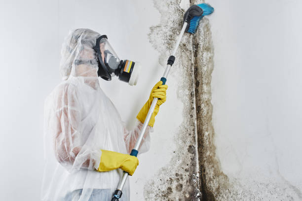 Best Commercial Mold Removal  in Fredericksburg, PA
