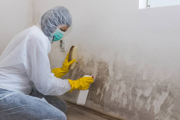 Office Mold Removal Services in Fredericksburg, PA