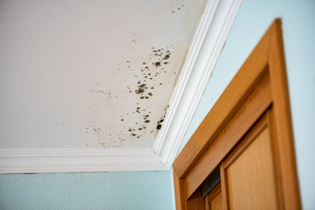 Certified Mold Removal in Fredericksburg, PA