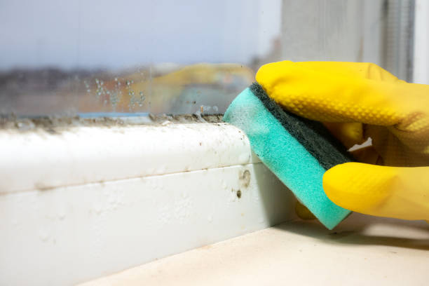 Best Same-Day Mold Removal  in Fredericksburg, PA