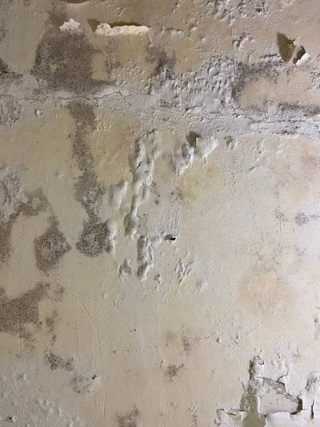 Best Certified Mold Removal  in Fredericksburg, PA