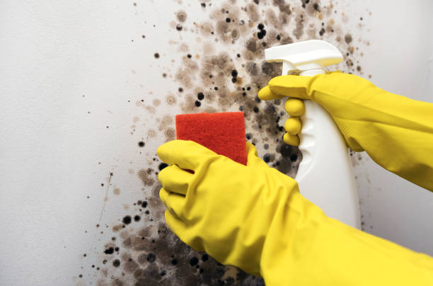 Best Toxic Mold Removal  in Fredericksburg, PA