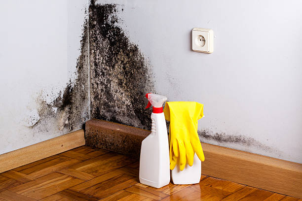 Mold Removal Process in Fredericksburg, PA