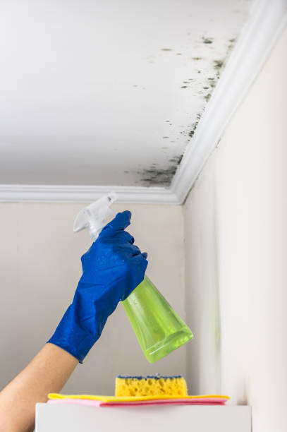 Best Toxic Mold Removal  in Fredericksburg, PA