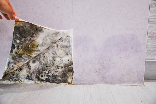 Best Affordable Mold Removal  in Fredericksburg, PA